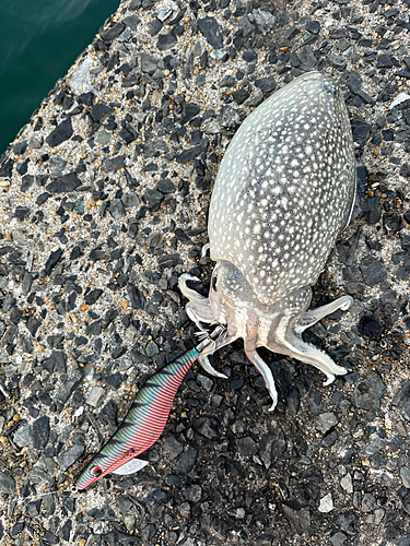 シリヤケイカの釣果