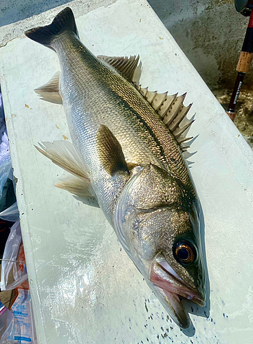 シーバスの釣果