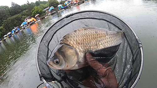 ヘラブナの釣果