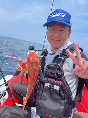 ホウボウの釣果