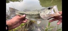 ブラックバスの釣果