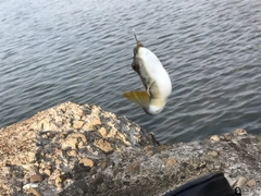 クサフグの釣果