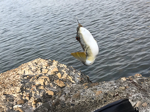 クサフグの釣果