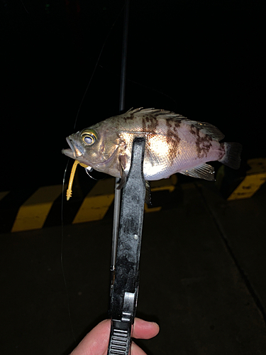 メバルの釣果