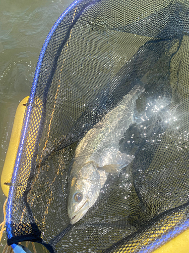 スズキの釣果