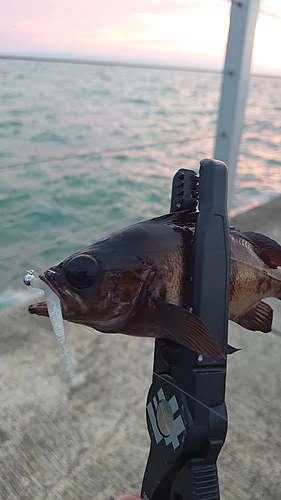 クロメバルの釣果