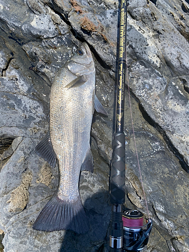 セイゴ（ヒラスズキ）の釣果