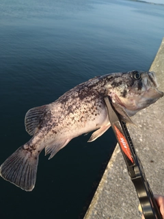 クロソイの釣果