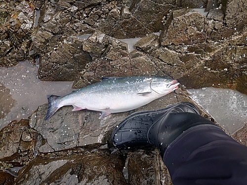 サクラマスの釣果