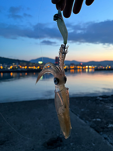 マメイカの釣果