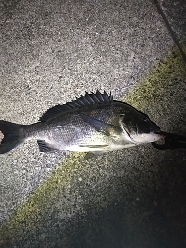 クロダイの釣果