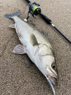 スズキの釣果