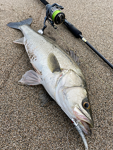 スズキの釣果