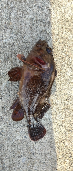 オウゴンムラソイの釣果