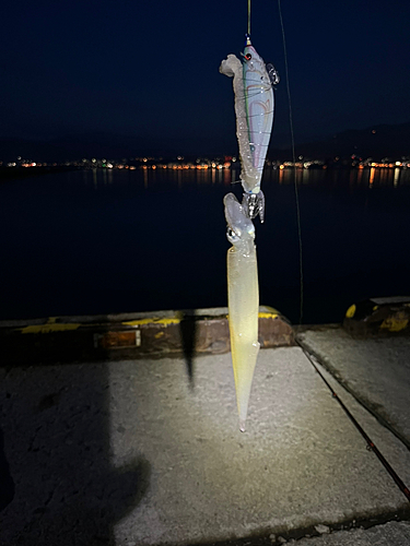 ヤリイカの釣果