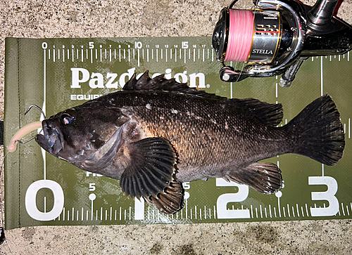 クロソイの釣果
