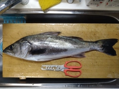 スズキの釣果