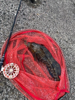 アブラコの釣果