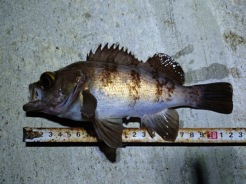 メバルの釣果