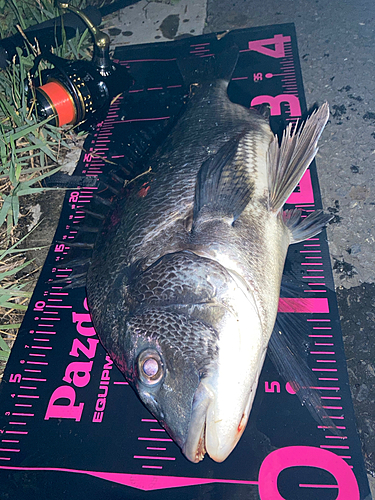 クロダイの釣果