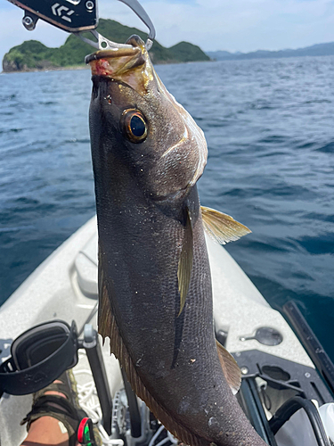 イサキの釣果