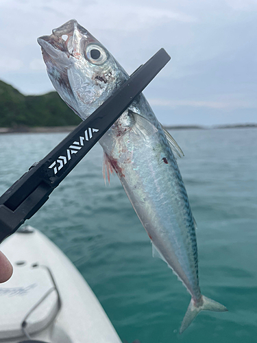 サバの釣果