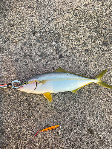 ヒラマサの釣果