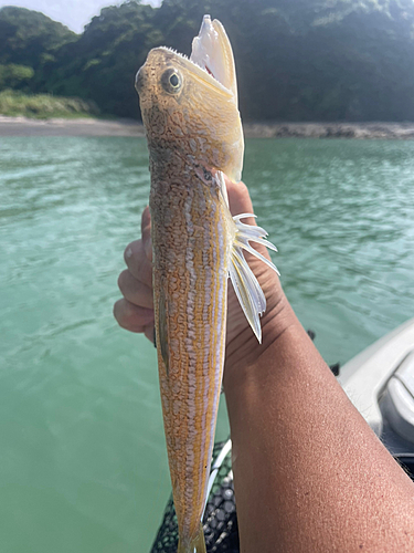 エソの釣果