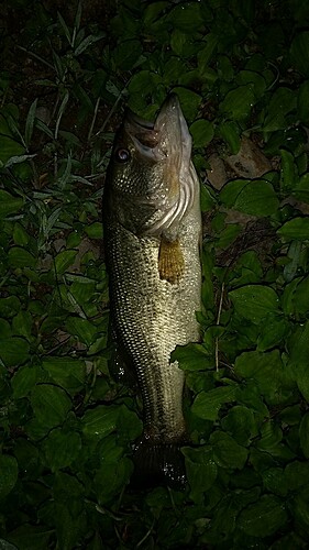 ブラックバスの釣果