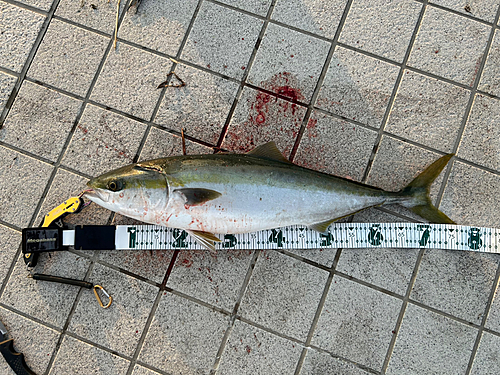 ハマチの釣果