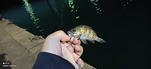 クロメバルの釣果