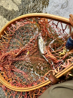 ヤマメの釣果