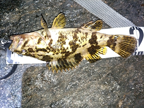 タケノコメバルの釣果