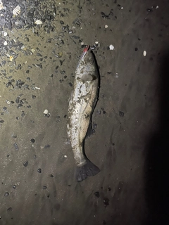フッコ（マルスズキ）の釣果
