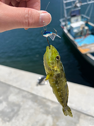 アナハゼの釣果