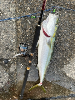 ブリの釣果