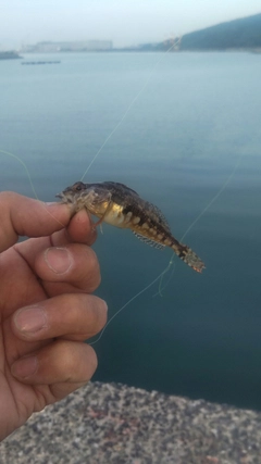 ハゼの釣果