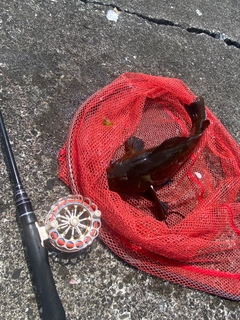 アブラコの釣果