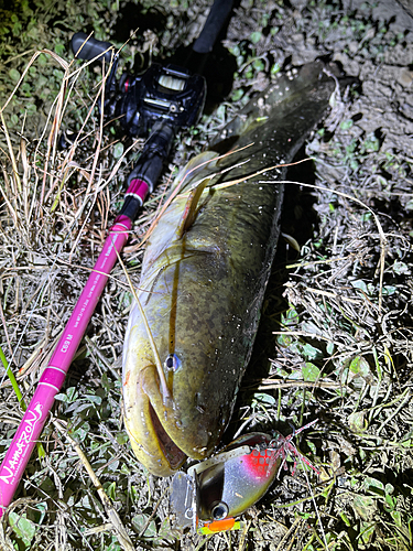 ナマズの釣果