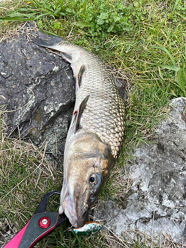 ニゴイの釣果