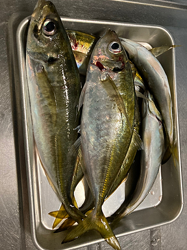 アジの釣果