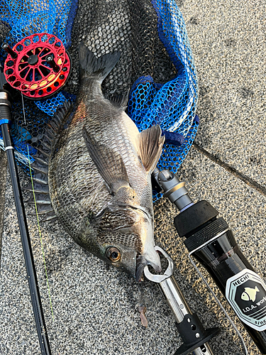 クロダイの釣果