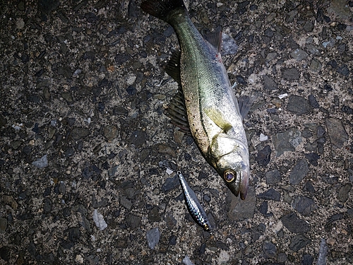 セイゴ（マルスズキ）の釣果