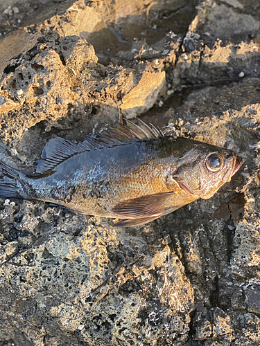 メバルの釣果