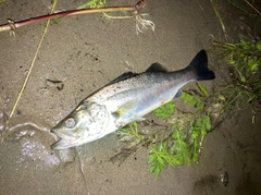 セイゴ（マルスズキ）の釣果