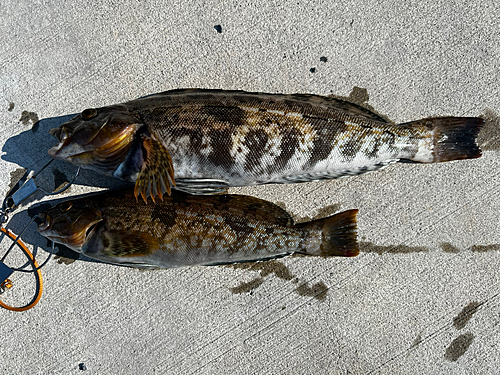 アイナメの釣果