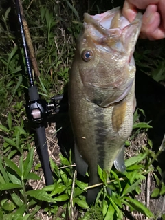 ラージマウスバスの釣果