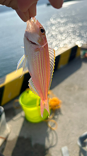 イトヨリダイの釣果