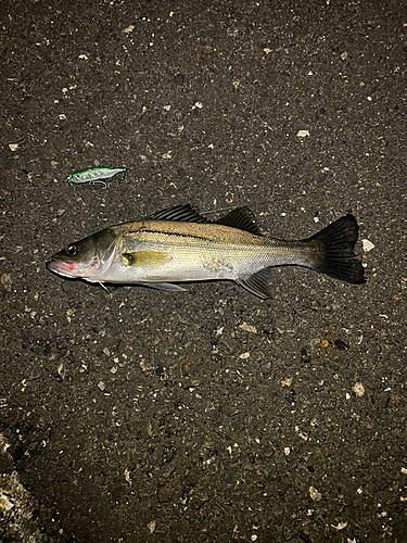 フッコ（マルスズキ）の釣果