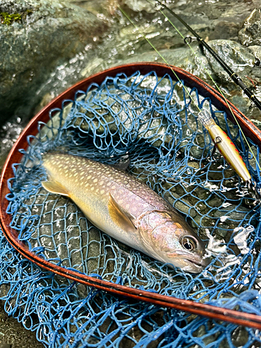 イワナの釣果